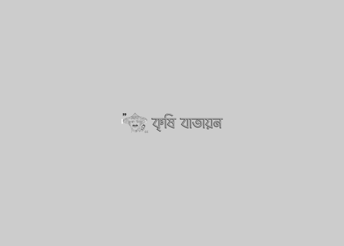 টেকসই নগরায়ন ও পরিকল্পিত ছাদকৃষি