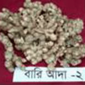 বারি আদা-২